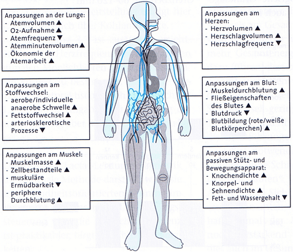Ausdauer 2 Schwimmlexikon-Anpassung Ausdauertraining