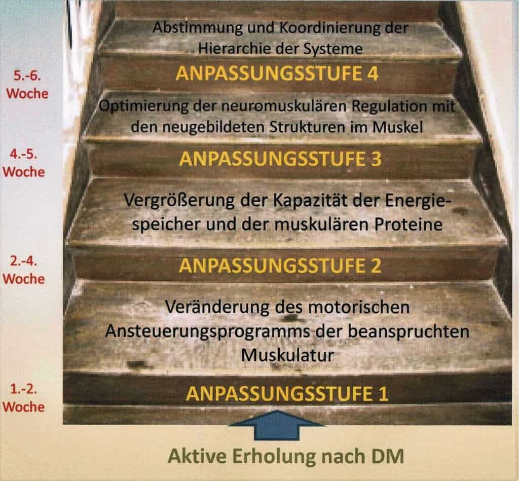 Adaptation, biologische 1 Anpassungsstufen im Ausdauertraining