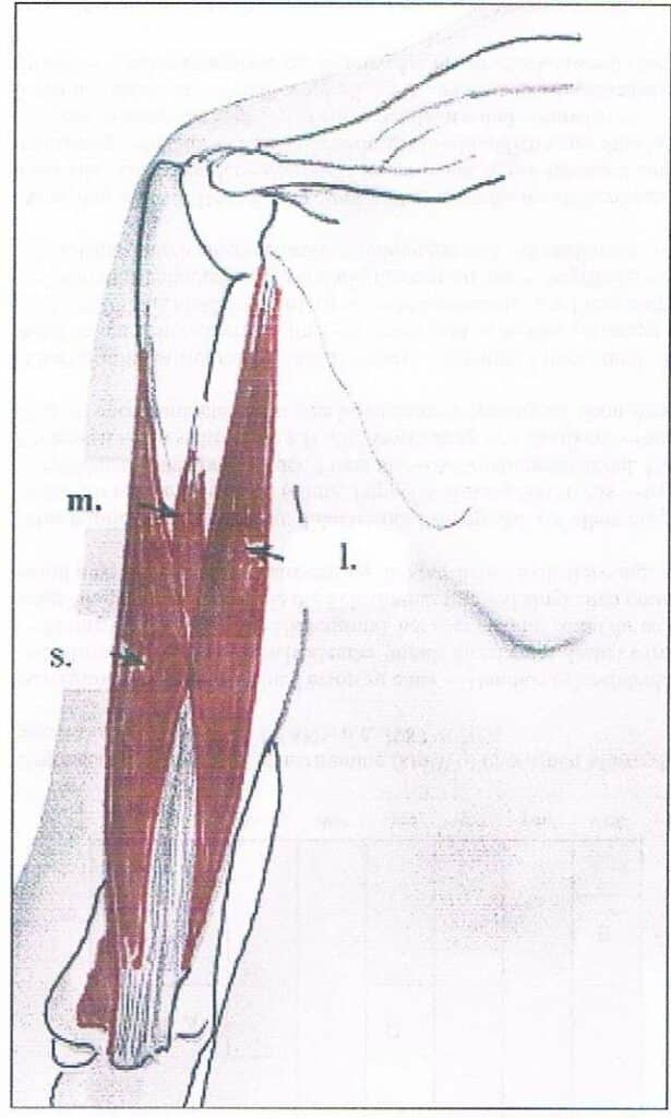 Armmuskel, dreiköpfiger 1 Schwimmlexikon-Armmuskel dreiköpfiger 1