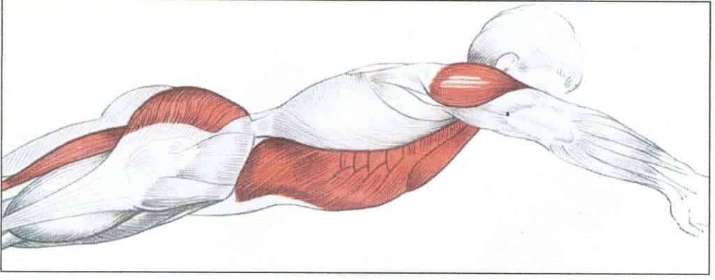 Bauchmuskulatur 1 Bauchmuskulatur Schwimmer
