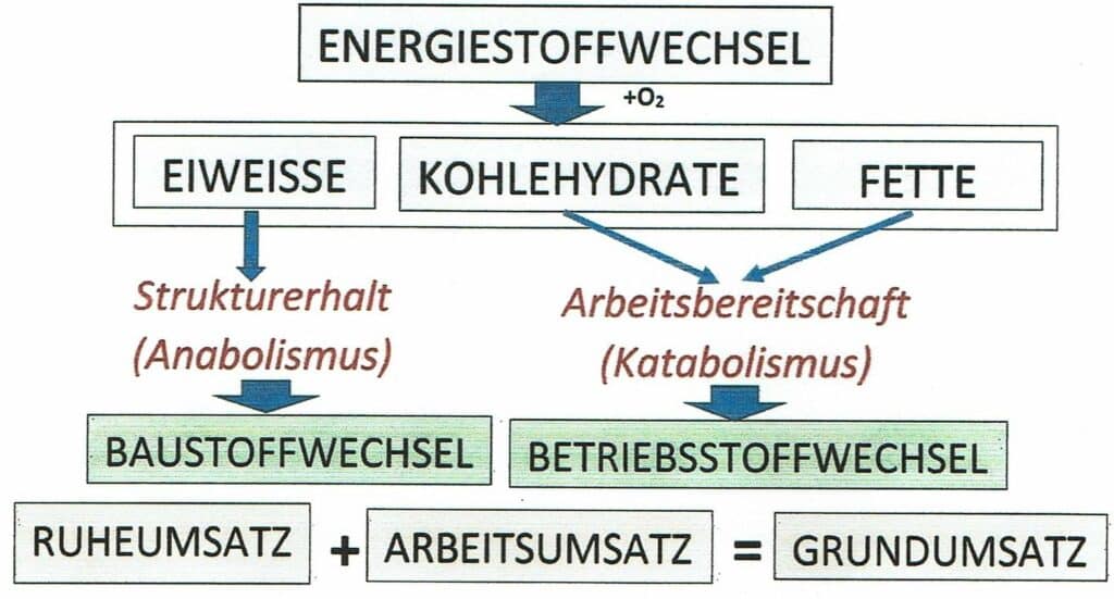 Schwimmlexikon-Baustoffwechsel