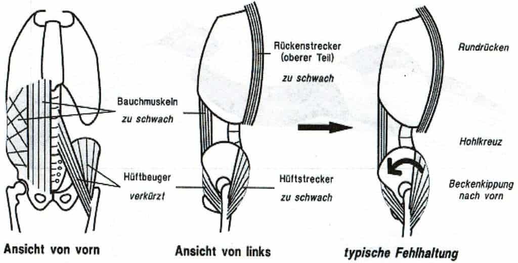 Becken (Anatomie) 1 Schwimmlexikon-Beckenhaltung
