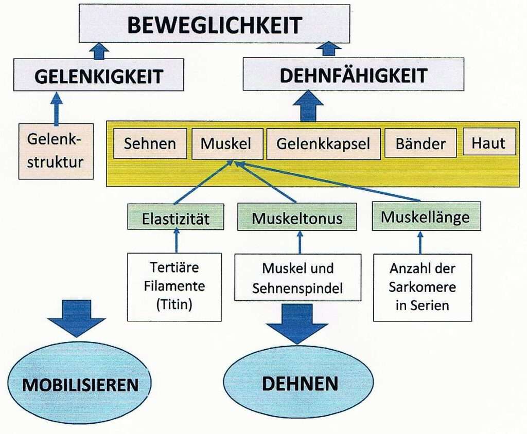 Beweglichkeit 2 Schwimmlexikon-Beweglichkeit