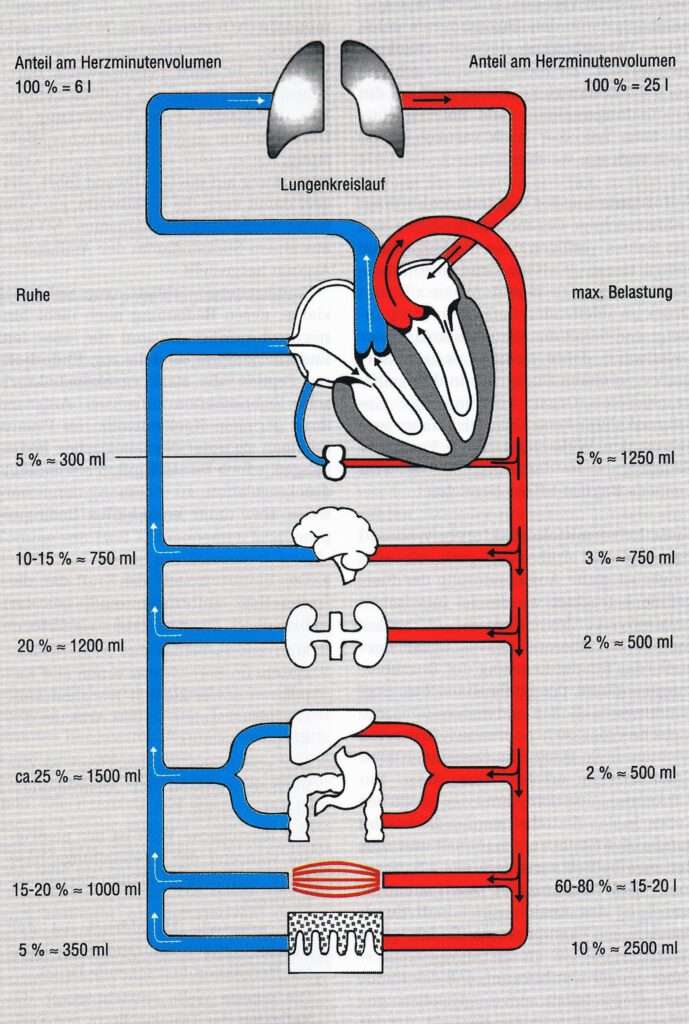 Herz-Kreislaufsystem 1 Schwimmlexikon-Herz Kreislauf Schema