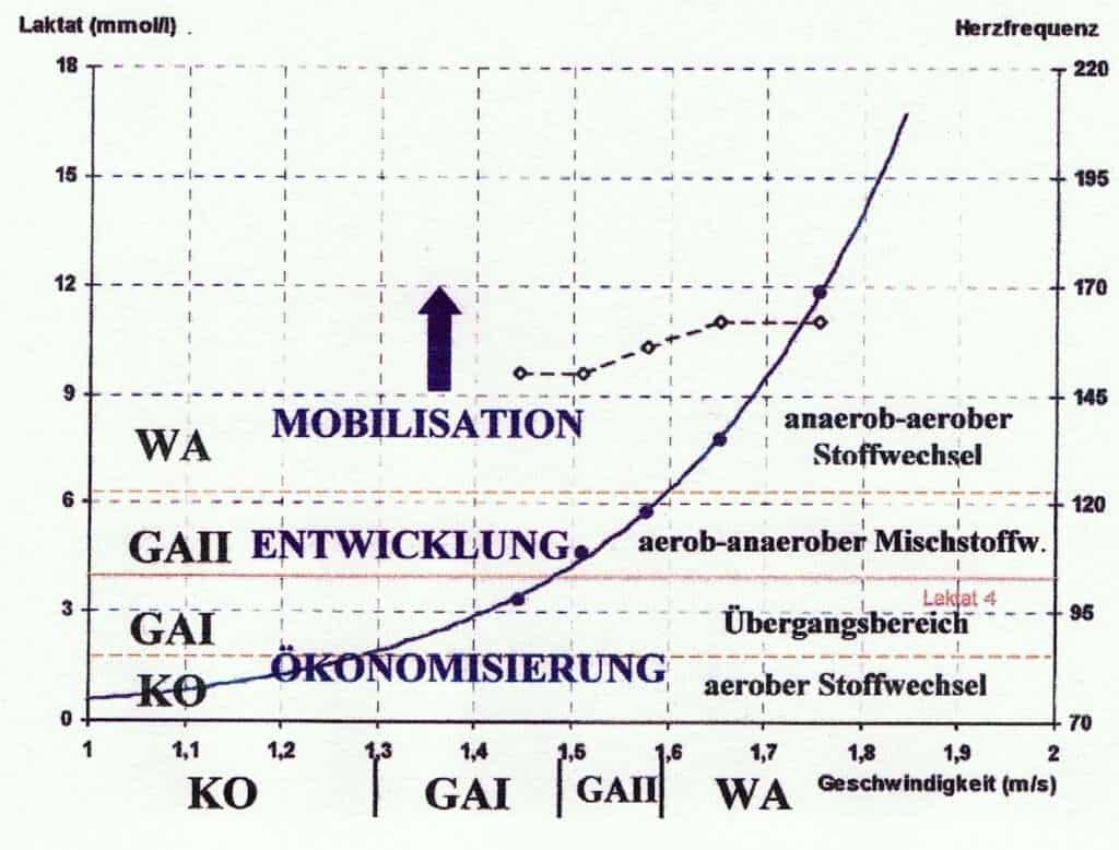 Laktat-Leistungskurve 1 Schwimmlexikon-Laktat Leistungskurve
