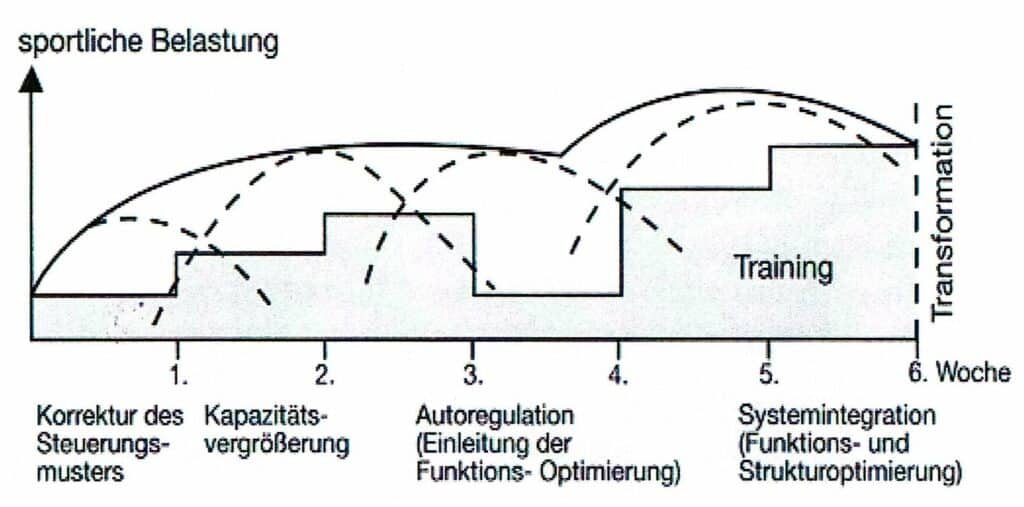 Schwimmlexikon-Mesozyklus
