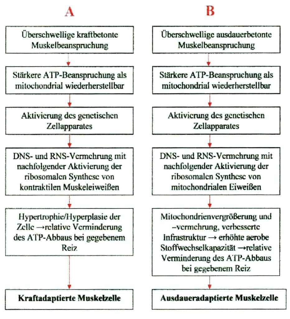 Schwimmlexikon-Muskelhypertrophietraining