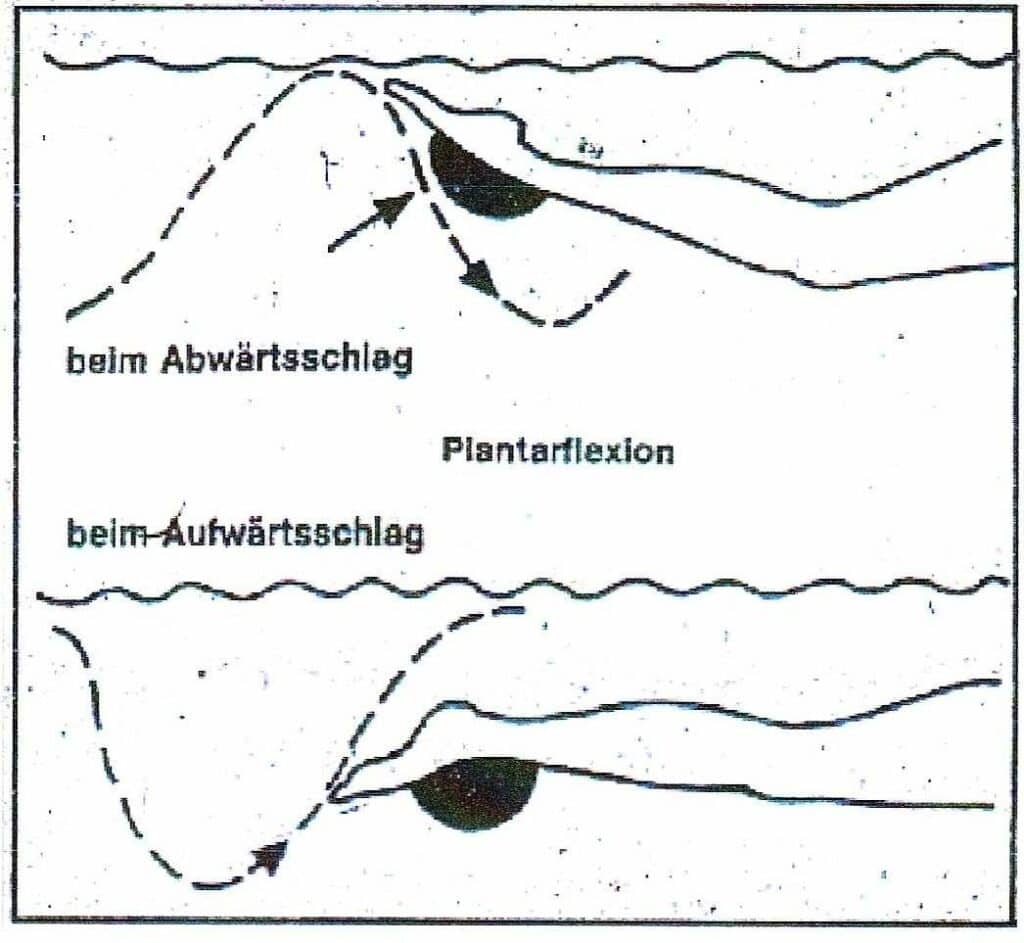 Schwimmlexikon-Plantarflexion