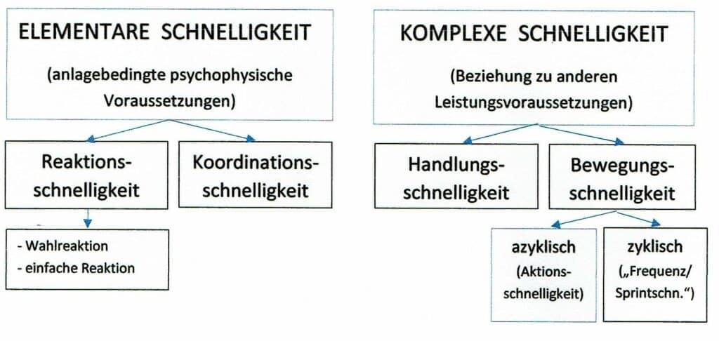Schwimmlexikon-Schnelligkeit