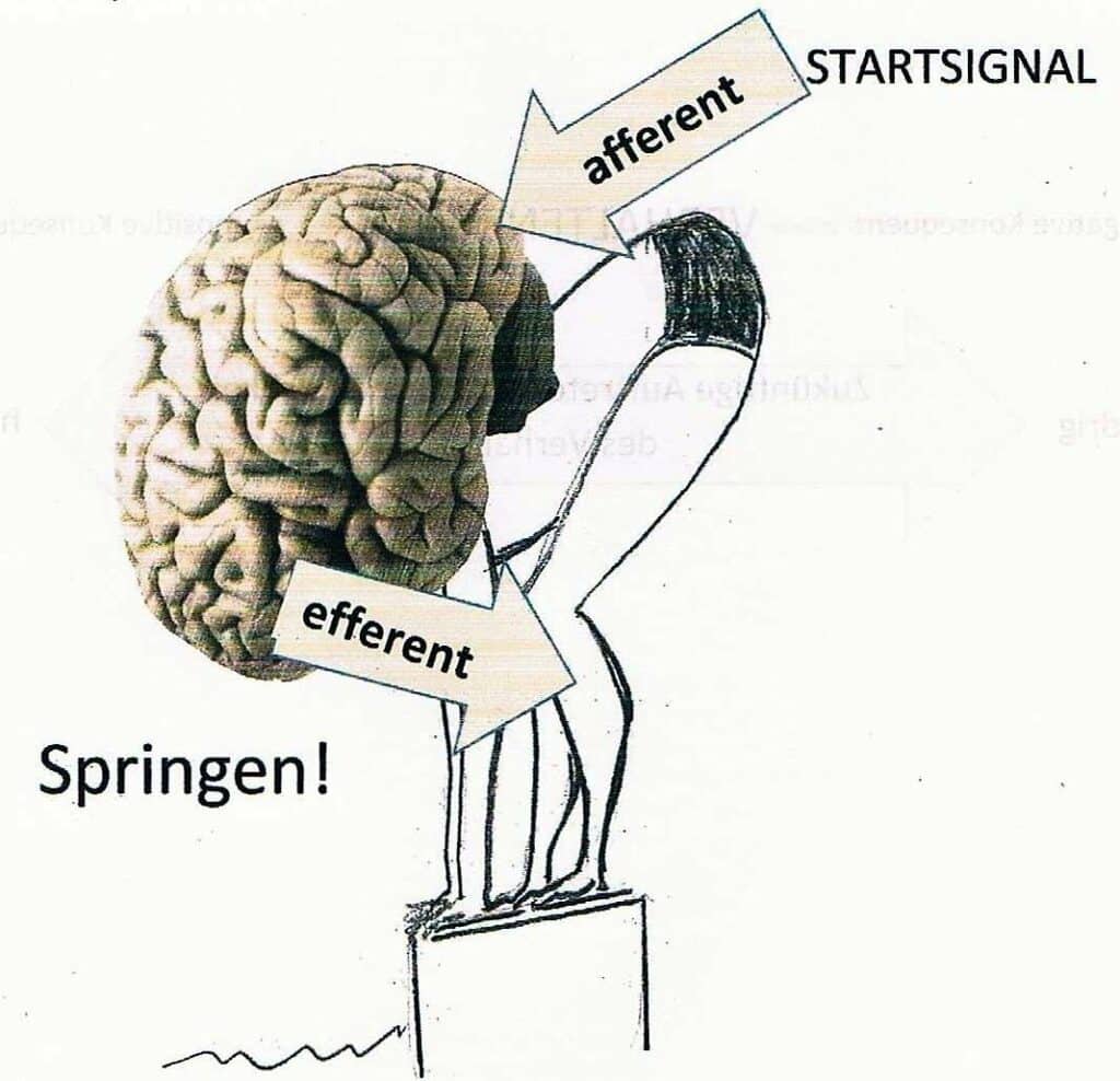 efferent 1 Abb.: afferente und efferent Erregungsleitung am Beispiel Startsprung