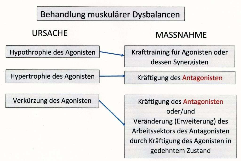 Abb.: Behandlung muskulärer Dysbalancen (nach Wiemann, 2001, S. 36) 