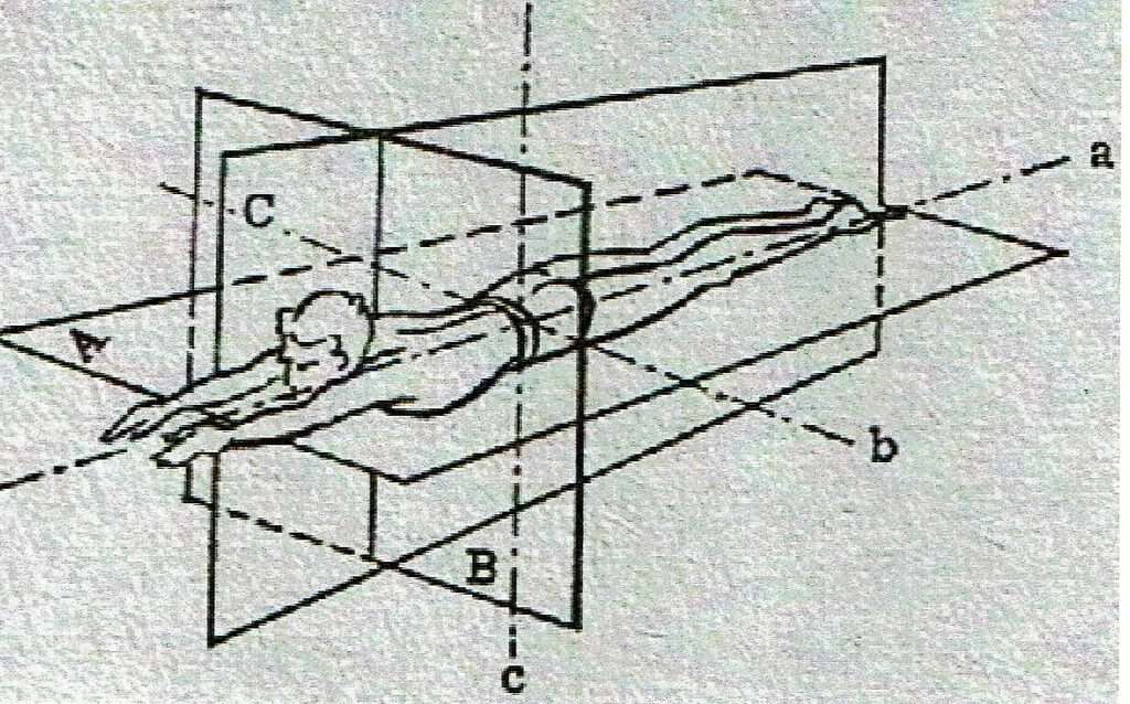 Abb.: Körperachsen und Bewegungsebenen des Schwimmers (Makarenko, 1978, S.15) 