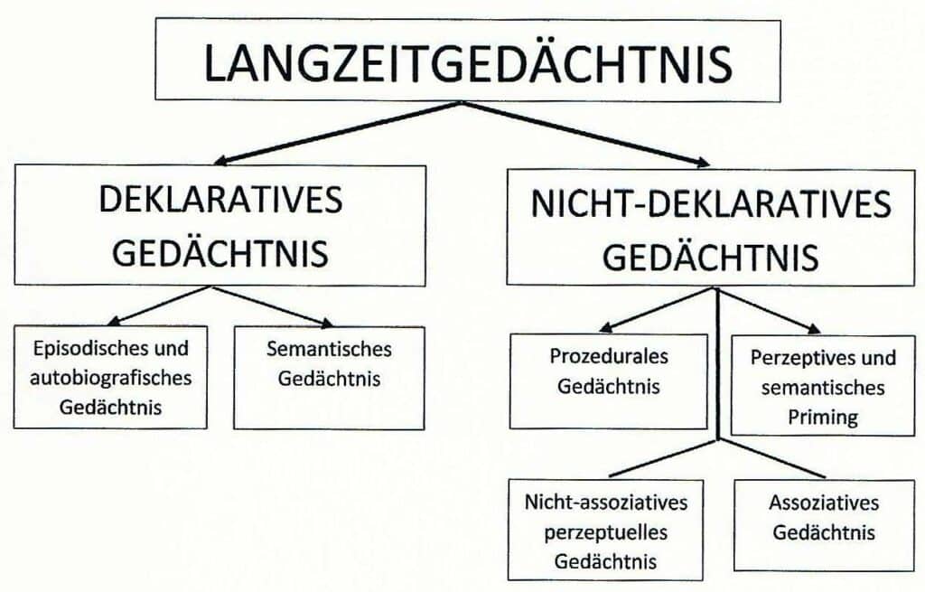 Gedächtnis 1 Schwimmlexikon-Gedächtnis