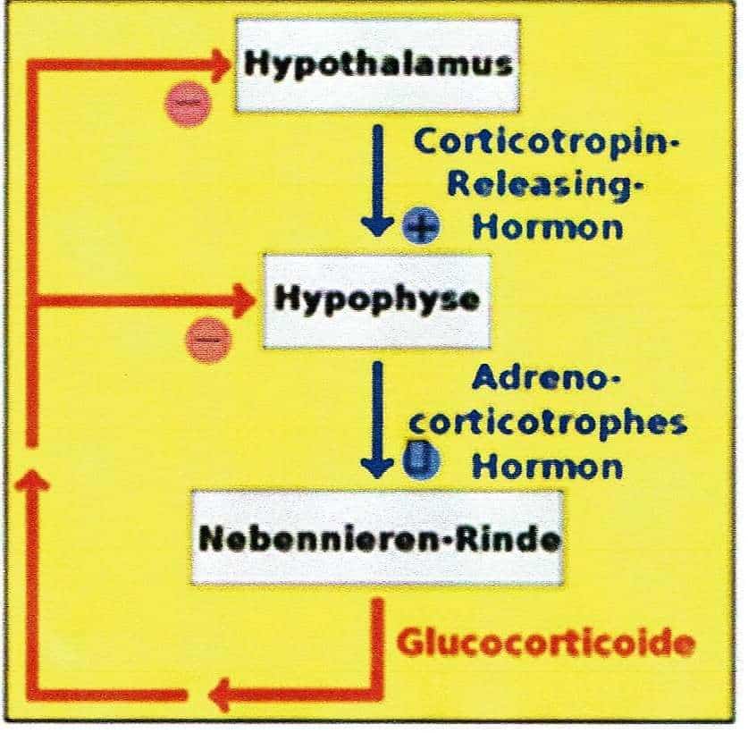 Hormone 1 Schwimmlexikon-Hormone