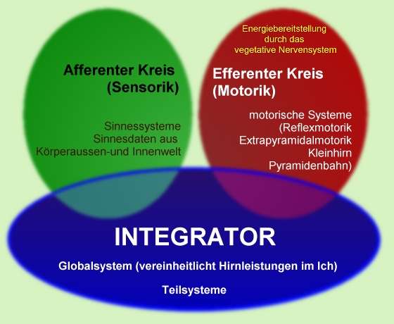 Neurophysiologie 1 Schwimmlexikon-Leistungsbereiche Nervensystem