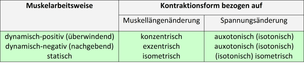 Schwimmlexikon-Muskelkontraktion