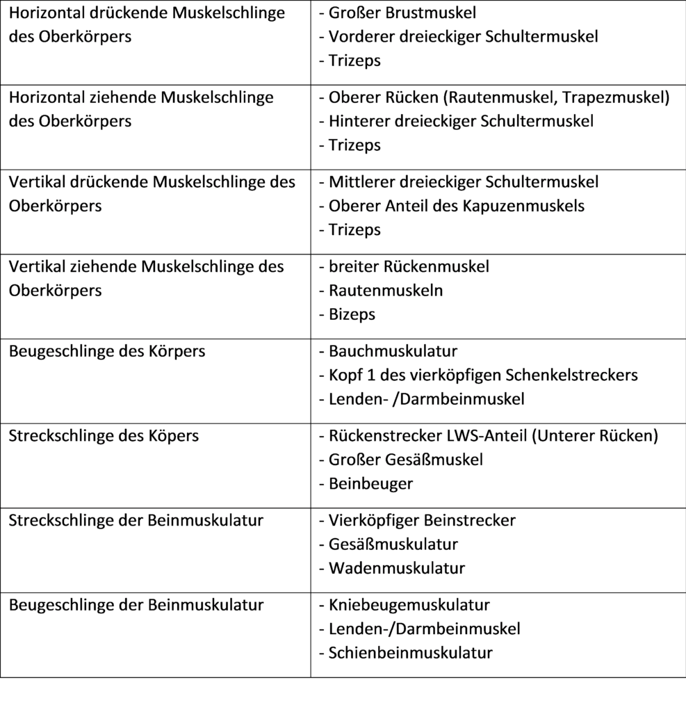 Schwimmlexikon-Muskelschlingen