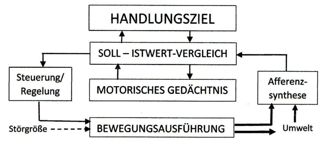 Schwimmlexikon-Regelkreis