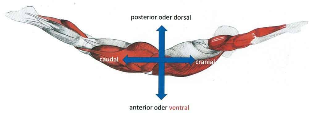ventral 1 Schwimmlexikon-ventral