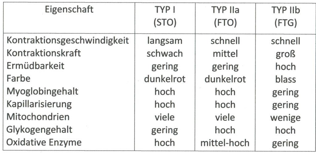 Schwimmlexikon-Muskelfaserstruktur Tabelle